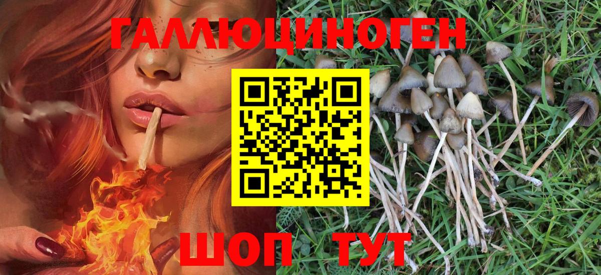 Галлюциногенные грибы Psilocybe Воронеж